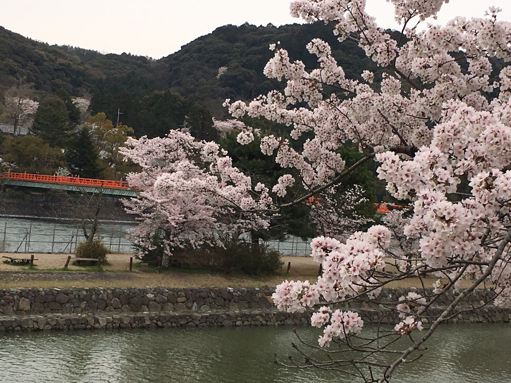 春、桜満開🌸