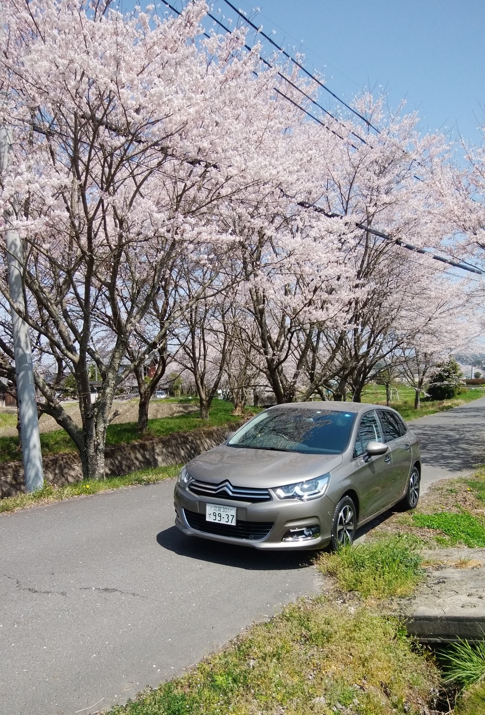 満開の桜並木