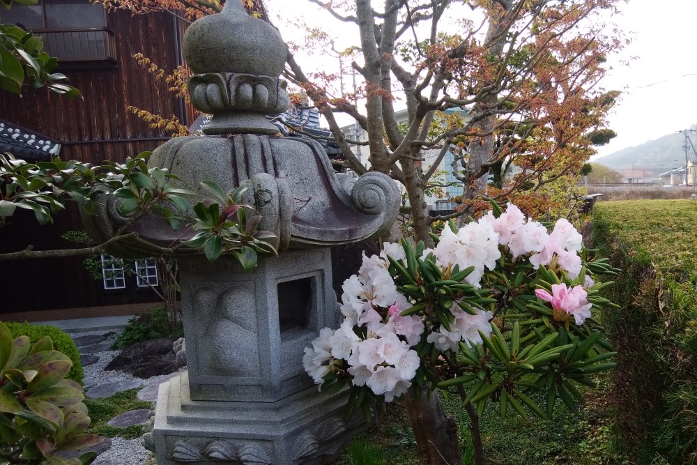 滋賀県の県花　石楠花