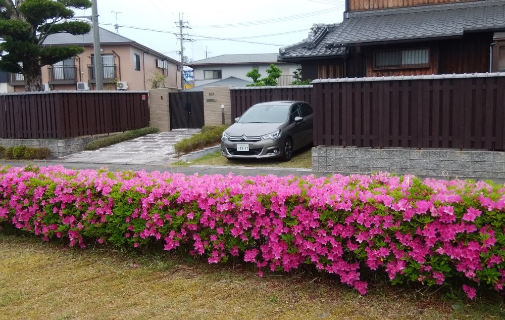 つつじ(躑躅)が満開になりました