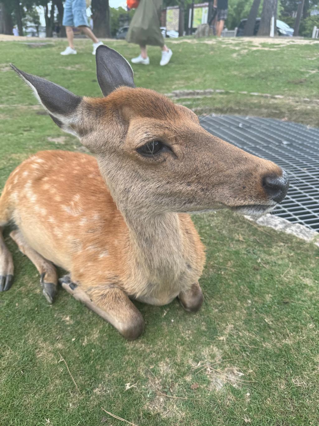 鹿を見てきました！